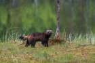 Portrait of a wolverine-Gulo gulo Kuhmo-Oulu-Finland Art Print
